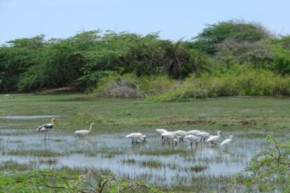 Rajagiriya to get a new urban park