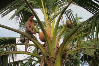 Nvq 3 certificates for coconut toddy extractors sri lanka