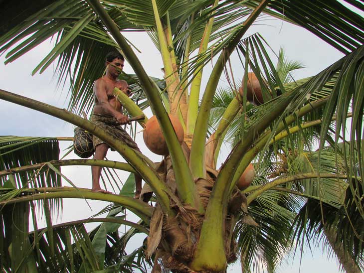 Nvq 3 certificates for coconut toddy extractors sri lanka