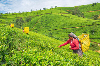 Sri Lanka settles USD 60 million Iranian oil debt with tea