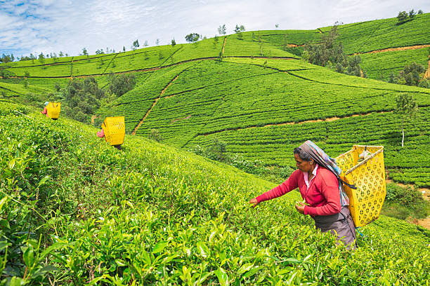 Sri Lanka settles USD 60 million Iranian oil debt with tea